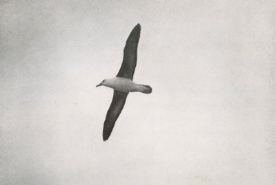 Albatros zwevend, c1910 door Herbert Ponting