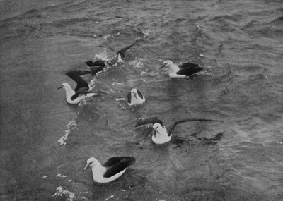 Albatrossen die foerageren in de nasleep van de Terra Nova, ca. 1910-1913, 1913 door Herbert Ponting