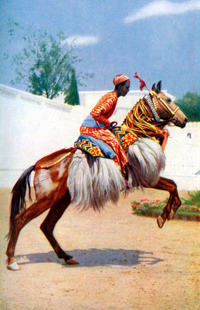 Een Arabisch danspaard, Udaipur, India, 1922 door Herbert Ponting