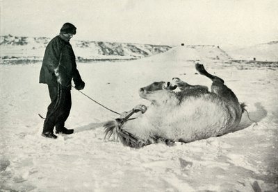 Cherry-Garrard geeft zijn pony Michael een rol in de sneeuw door Herbert Ponting