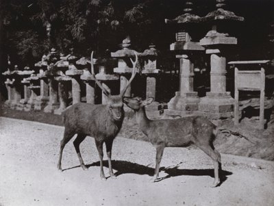 Herten, een Studie in Nara door Herbert Ponting