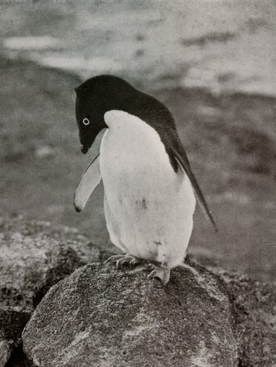 Het kan me niet schelen wat er van me wordt, ca. 1910-1913, 1913 door Herbert Ponting