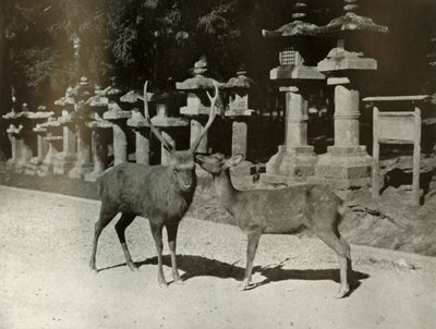 Mijn liefste! Een studie in Nara, 1910 door Herbert Ponting