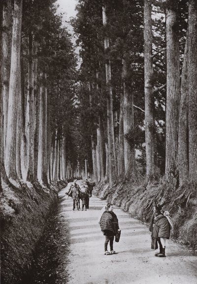 De Cryptomerias Avenue in Nikko door Herbert Ponting