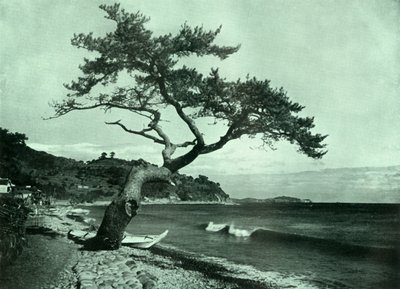 De Boom en de Golf, 1910 door Herbert Ponting