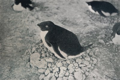 Deze pinguïn heeft een ijverige partner, c1911, 1913 door Herbert Ponting