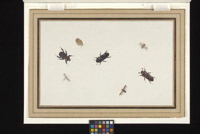 Studie van kevers en motten door Herman Henstenburgh
