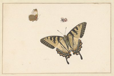 Drie vlinders (waterverf & gouache) door Herman Henstenburgh