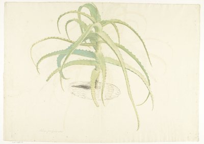 Aloë perfoliata door Herman Saftleven