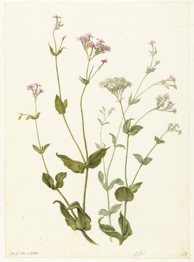 Bladder Senna en Rode en witte Viscaria of pekanjer door Herman Saftleven