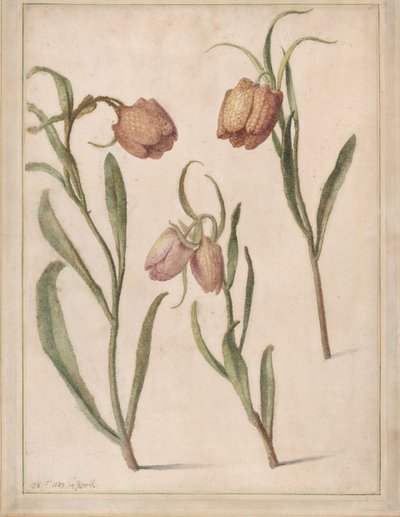 Studie van drie kievitsbloemen, 1683 door Herman Saftleven the Younger