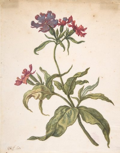 Studie van een rode koekoeksbloem Lychnis hirsuta, 1680 door Herman Saftleven the Younger
