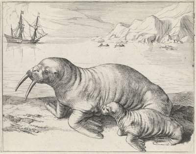 Walrus bij Spitsbergen door Hessel Gerritsz
