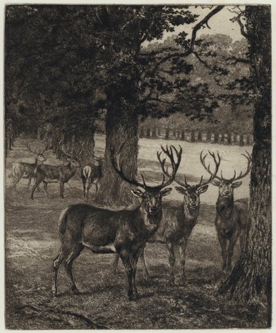 Herten in Windsor Park (gravure) door Heywood (after) Hardy