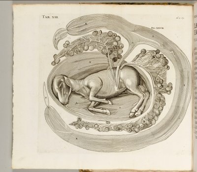 Een Dier in de Baarmoeder, 1738 door Hieronymus Fabricius ab Aquapendente