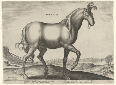 Paard uit Armenië door Hieronymus Wierix