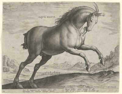 Paard van het ras Equus Regius (de Koninklijke) door Hieronymus Wierix