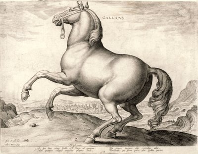 Gallicus uit de serie Paarden uit de Stal van Don Juan van Oostenrijk (gravure) door Hieronymus or Jerome Wierix