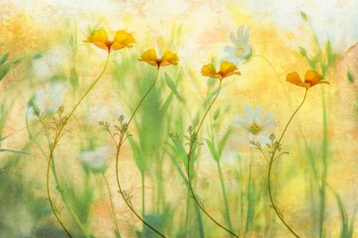  door Hilda van der Lee