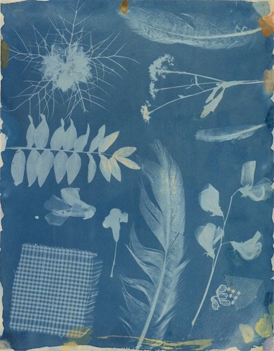 [Rangschikking van specimens]. door Hippolyte Bayard