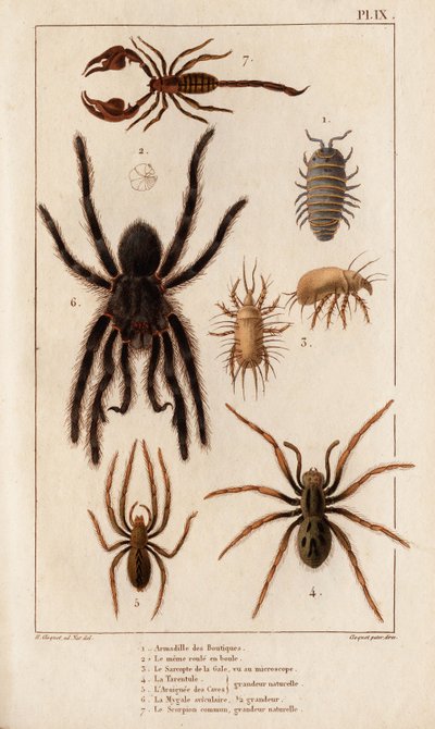 Amardille van de winkels, de Sascopte van de schurft, de Tarantula, de Araignee van schurft, de Mygale, de Schorpioen. "Fauna des Medecins of geschiedenis van dieren en hun producten door Hippolyte Cloquet" - Deel 6 - 1825. door Hippolyte Cloquet