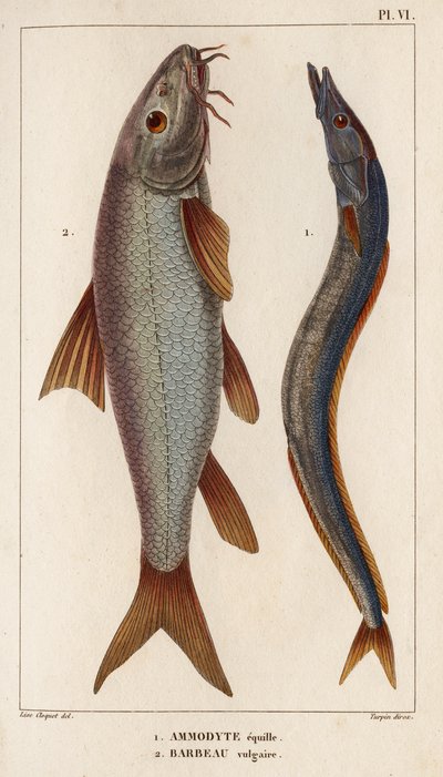 Ammodyte equille en vulgaire Barbeau. 