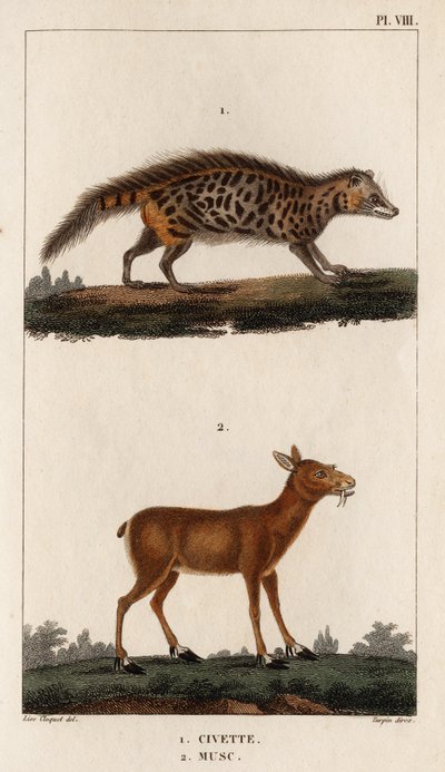 Civet en Musk. 