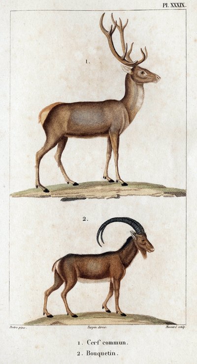 Gewone hert en steenbok. "Fauna des Medecins of geschiedenis van dieren en hun producten door Hippolyte Cloquet" - Deel 6 - 1825. door Hippolyte Cloquet