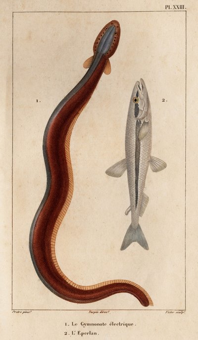 Elektrische Gymnonote en Eperlan. Fauna des Mdecins ou histoire des animaux et de leurs produits door Hippolyte Cloquet - Deel 6 - 1825 door Hippolyte Cloquet
