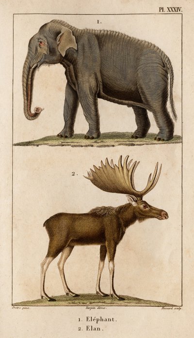 Olifant en eland. Fauna des Médecins ou histoire des animaux et de leurs producten door Hippolyte Cloquet - Volume 6 - 1825. door Hippolyte Cloquet