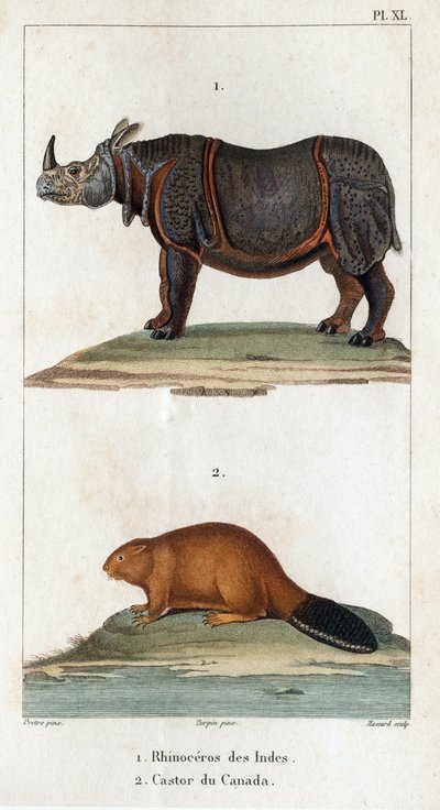 Indische neushoorn en Canadese bever. Fauna des Médecins of geschiedenis van dieren en hun producten door Hippolyte Cloquet - Deel 6 - 1825 door Hippolyte Cloquet