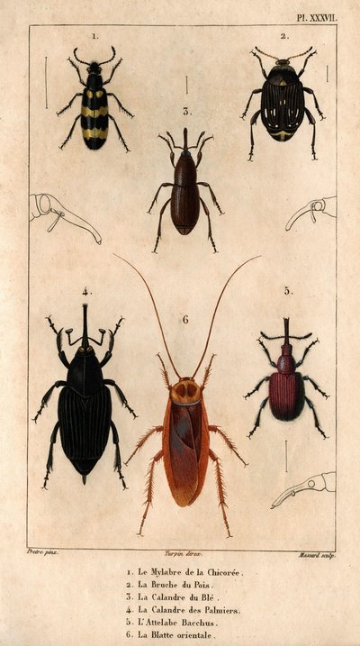 De Mylabra van de cichorei, de Bruche van de erwt, de grill van tarwe, de grill van palmbomen, de Hitch Bacchus, de Oosterse kakkerlak door Hippolyte Cloquet