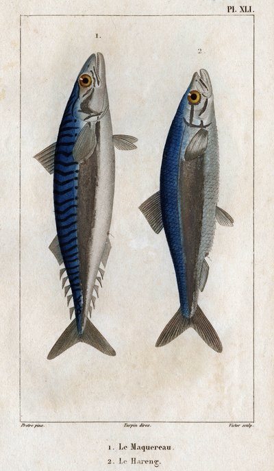 Makreel en haring. Plaat uit Fauna van de dokters of geschiedenis van dieren en hun producten door Hippolyte Cloquet