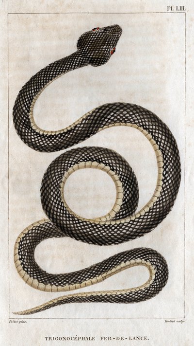 Voorstelling van de Trigonocephale - Speerpunt: reptiel. Plaat uit 
