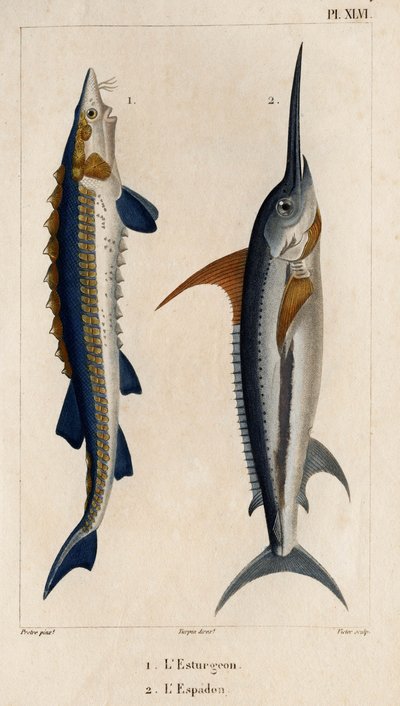 Steur en zwaardvis. 