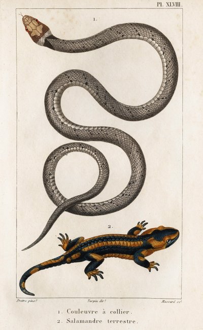 De gekraagde slang, landsalamander. 