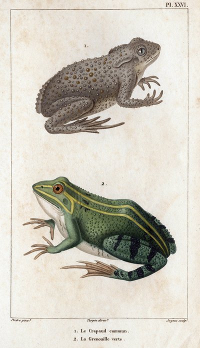 De gewone pad en de groene kikker. Fauna des Médecins ou histoire des animaux et de leurs producten door Hippolyte Cloquet - Volume 6 - 1825. door Hippolyte Cloquet