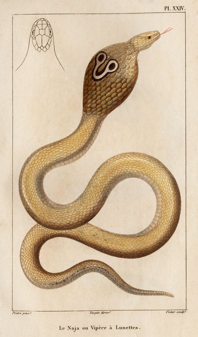 De Naja of brilslang door Hippolyte Cloquet