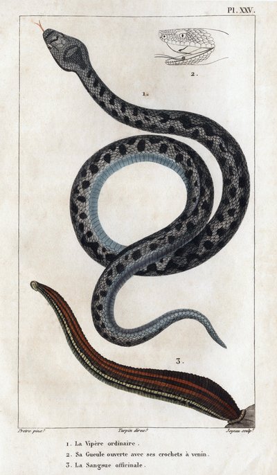De gewone adder, zijn mond open met zijn giftanden, de officinale Sangue. Fauna des Médecins ou histoire des animaux et de leurs produits door Hippolyte Cloquet - Volume 6 - 1825. door Hippolyte Cloquet