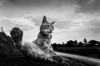 Rekoefening voor de pootjes van een nieuwsgierige kat door Hiroaki Kuroda