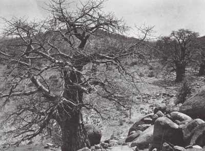 Afrika: Baobabboom, Dar Nuba door Hugo Adolf Bernatzik