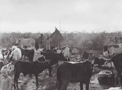 Afrika: Veekraal aan de oever van de Bahr el Zeraf door Hugo Adolf Bernatzik