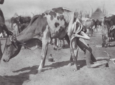 Afrika: Noordelijke Dinka blaast een koe door Hugo Adolf Bernatzik