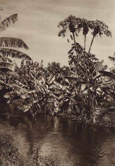 Mexico: bananen en papaja