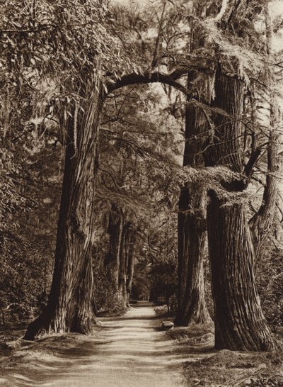 Mexico: Hoofdstad Mejico, Chapultepec Park, Alameda de los Filosofos (z/w foto) door Hugo Brehme