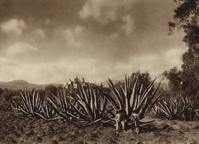 Mexico: De omgeving van Tepepam met agaveveld (z/w foto) door Hugo Brehme