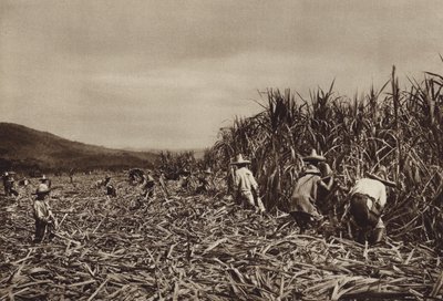 Mexico: Tamasopo, suikerrietoogst (z/w foto) door Hugo Brehme
