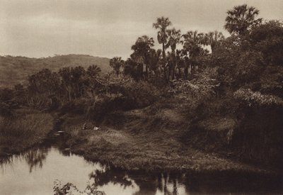 Mexico: Tamasopo, Palmenlandschap (z/w foto) door Hugo Brehme
