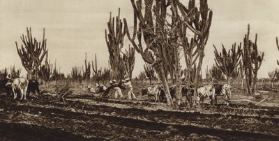 Mexico: Veldwerk, staat Sinaloa (zwart-wit foto) door Hugo Brehme