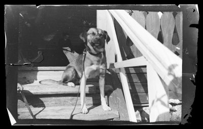 Baloo op de trappen van de Roze Villa door Hugo Simberg